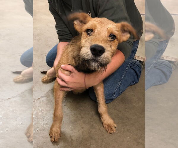 Medium Photo #2 Great Dane-Unknown Mix Puppy For Sale in Amarillo, TX, USA