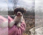 Puppy Maple Brittany