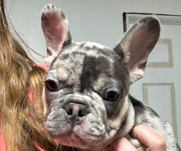 Medium Photo #37 French Bulldog Puppy For Sale in FOUNTAIN CITY, IN, USA