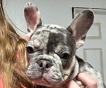 Small Photo #37 French Bulldog Puppy For Sale in FOUNTAIN CITY, IN, USA