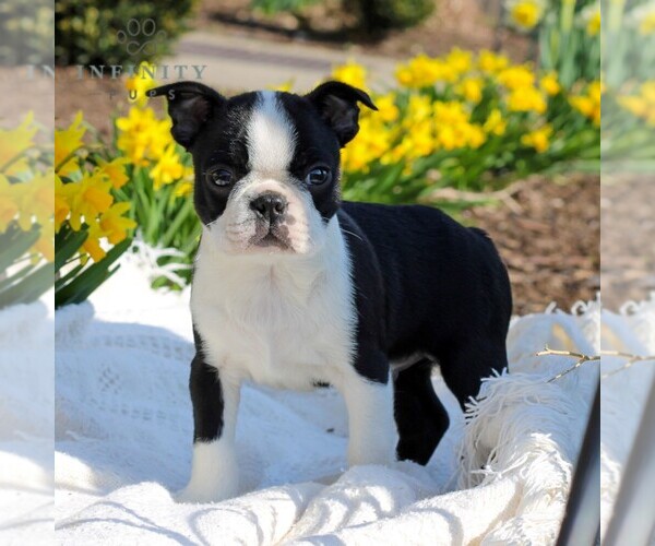 Medium Photo #2 Boston Terrier Puppy For Sale in MANHEIM, PA, USA