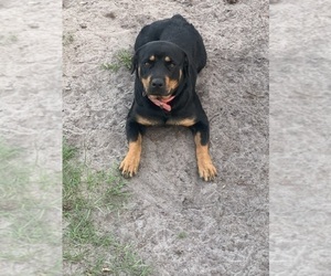 Mother of the Rottweiler puppies born on 10/13/2023