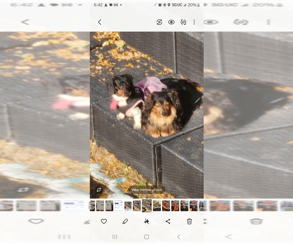 Medium Photo #1 Dachshund Puppy For Sale in DETROIT, MI, USA