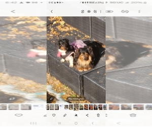 Mother of the Dachshund puppies born on 04/26/2025