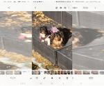 Small Photo #1 Dachshund Puppy For Sale in DETROIT, MI, USA