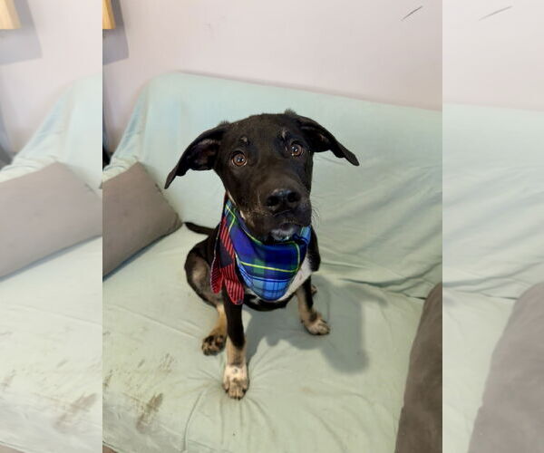 Medium Photo #3 Mountain Cur-Unknown Mix Puppy For Sale in Rockaway, NJ, USA