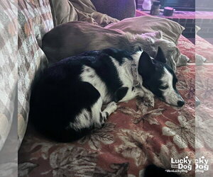 Maisie - Female Jack Russell Terrier-Unknown Mix Dog for Adoption - Photo #3