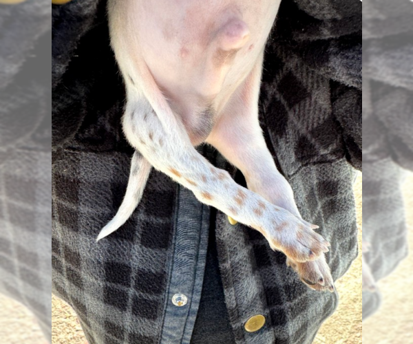 Medium Photo #12 Dachshund Puppy For Sale in Sioux Falls, SD, USA