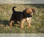 Small Photo #4 Puggle Puppy For Sale in FREDERICKSBG, OH, USA