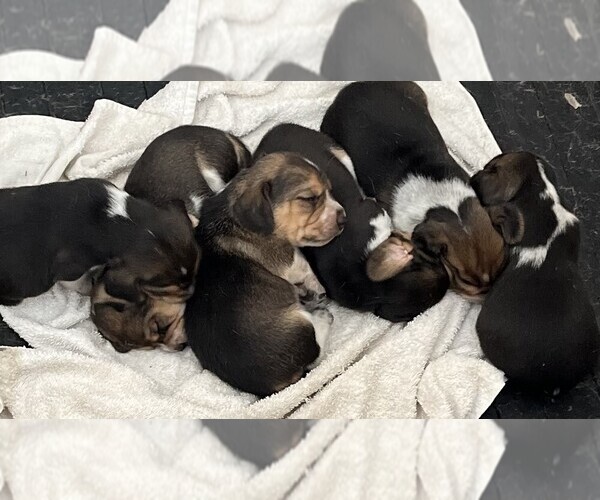 Medium Photo #1 Beagle Puppy For Sale in MINERAL POINT, WI, USA