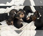 Small Beagle