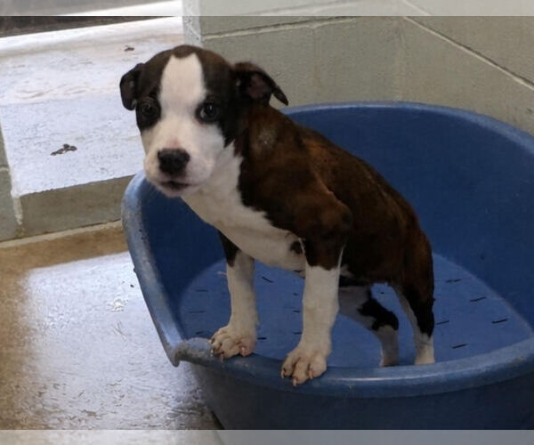 Medium Photo #2 Mutt Puppy For Sale in Sistersville, WV, USA