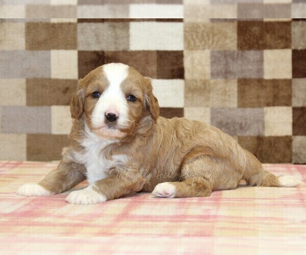 Medium Photo #6 Bernedoodle (Miniature)-Cavapoo (Miniature) Mix Puppy For Sale in DENVER, PA, USA