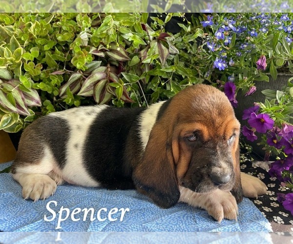 Medium Photo #3 Basset Hound Puppy For Sale in COLUMBIA CROSS ROADS, PA, USA