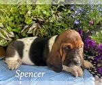 Small #2 Basset Hound