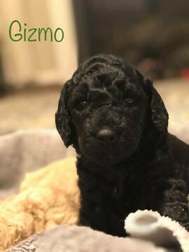 Medium Photo #22 Goldendoodle Puppy For Sale in FREDERICKSBURG, VA, USA