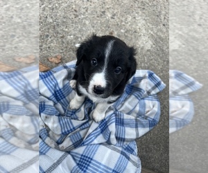 Aussiedoodle Miniature Puppy for sale in LOUISVILLE, KY, USA