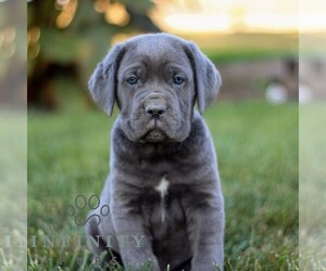 Cane Corso Puppy for sale in NARVON, PA, USA