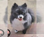 Small #2 Pomeranian