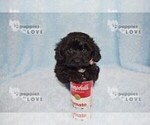 Small Photo #2 YorkiePoo Puppy For Sale in SANGER, TX, USA
