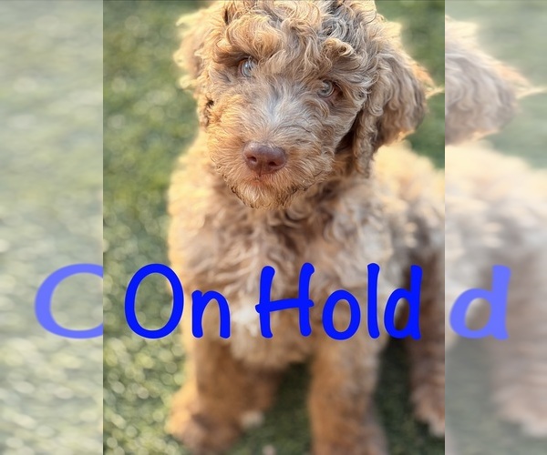 Medium Photo #21 Poodle (Standard) Puppy For Sale in APACHE JUNCTION, AZ, USA