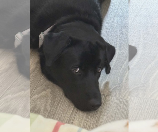 Medium Photo #2 Labsky Puppy For Sale in Holly Springs, NC, USA