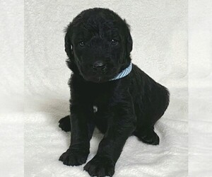 Labradoodle Puppy for sale in COSHOCTON, OH, USA