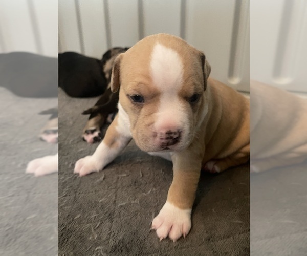 Medium Photo #109 American Bully Puppy For Sale in REESEVILLE, WI, USA