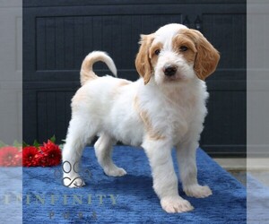 Goldendoodle Puppy for sale in LANCASTER, PA, USA
