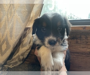 Australian Shepherd Puppy for sale in DRUMMONDS, TN, USA