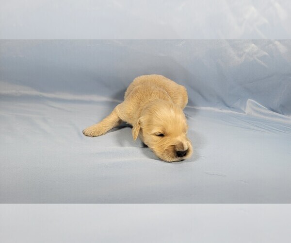 Medium Photo #9 Golden Retriever Puppy For Sale in BLACK FOREST, CO, USA