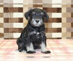 Small #3 Schnauzer (Miniature)