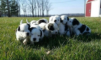 Saint Bernard Puppy for sale in Jamestown, IN, USA