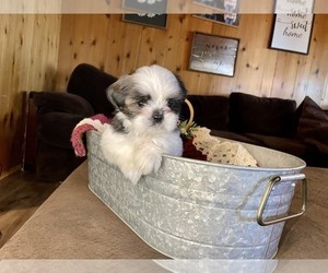 Shih Tzu Puppy for Sale in REDLANDS, California USA