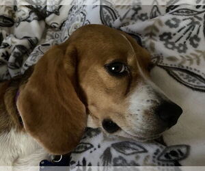 Beagle Dogs for adoption in Tampa, FL, USA