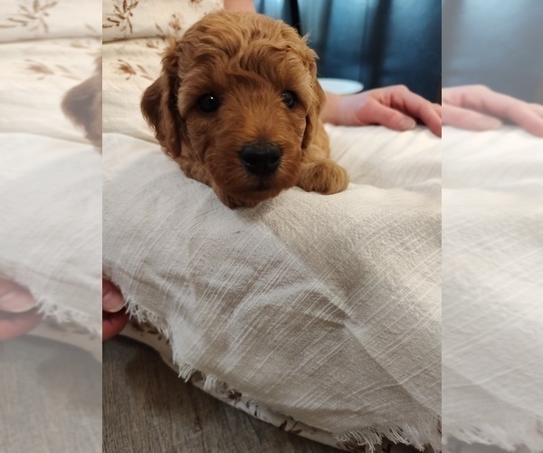 Medium Photo #28 Goldendoodle (Miniature) Puppy For Sale in GLENN, CA, USA
