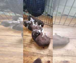 Siberian Husky Puppy for sale in MIDDLEBURGH, NY, USA