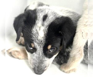 Mutt Dogs for adoption in Houston, TX, USA