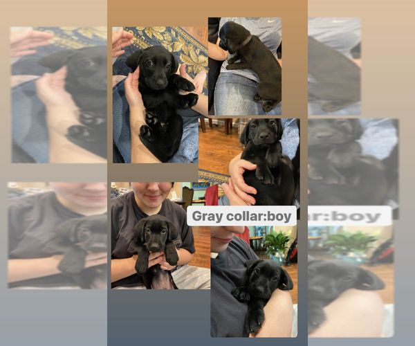 Medium Photo #3 Labrador Retriever Puppy For Sale in BLACKSHEAR, GA, USA
