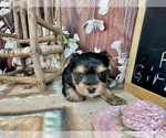Small #24 Yorkshire Terrier