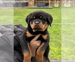 Small Photo #6 Rottweiler Puppy For Sale in PORTLAND, OR, USA