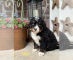 Puppy Milo Bernedoodle (Miniature)