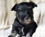 Small #1 Schnauzer (Miniature)