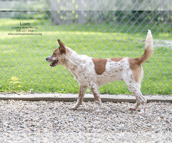 Medium Photo #5 Mutt Puppy For Sale in Manchester, MO, USA