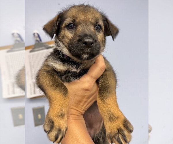 Medium Photo #1 Mutt Puppy For Sale in Gilberts, IL, USA