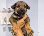 Small Mutt