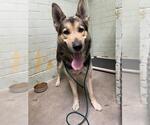 Small German Shepherd Dog
