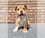 Small Photo #4 Olde English Bulldogge Puppy For Sale in NEOSHO, MO, USA