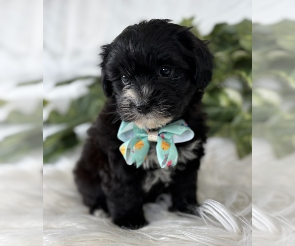 Medium Photo #13 Morkie Puppy For Sale in ROCK STREAM, NY, USA