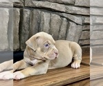 Small #3 American Bully